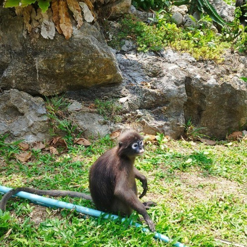 Koh_Samui_AngTong_26