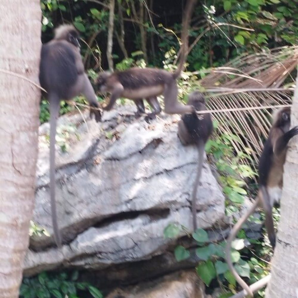 Koh_Samui_AngTong_28