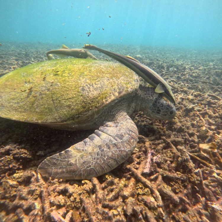 Samui_KohTao_10