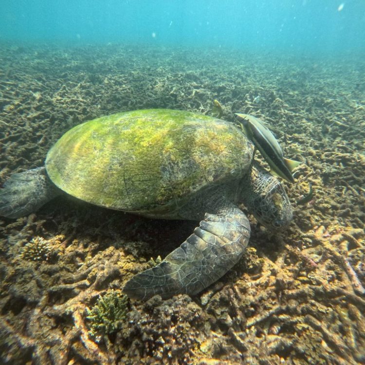 Samui_KohTao_9